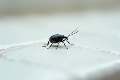 Gros plan macro d'un petit insecte noir sur un plan de travail blanc en c&eacute;ramique, permettant d'identifier ses segments corporels et antennes